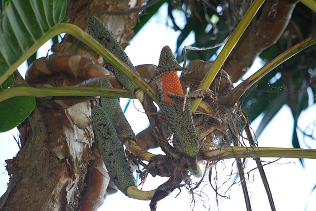 Pothos fruit 