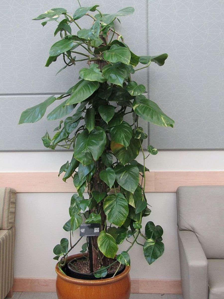 Pothos growing in an office under flourescent lights.