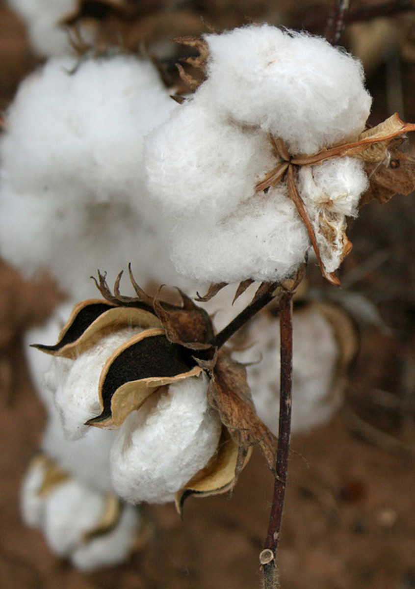 Beautiful cotton