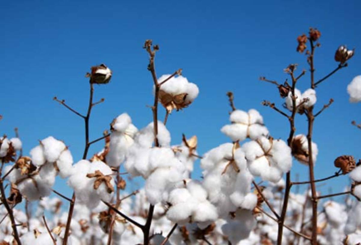 Pure, organic cotton plants