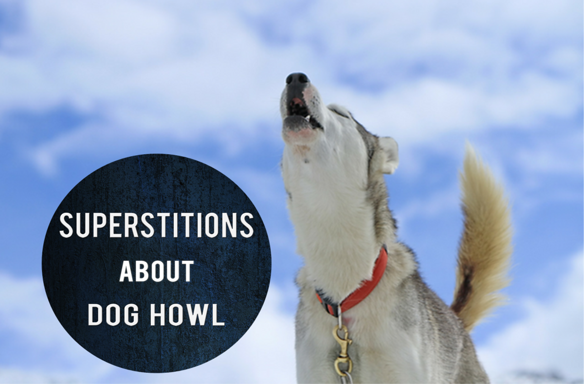 Superstitions About Dogs Howl