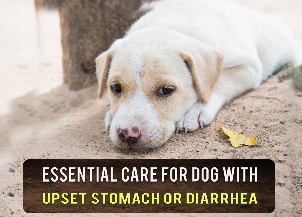 Essential Care For Dog With Upset Stomach Or Diarrhea