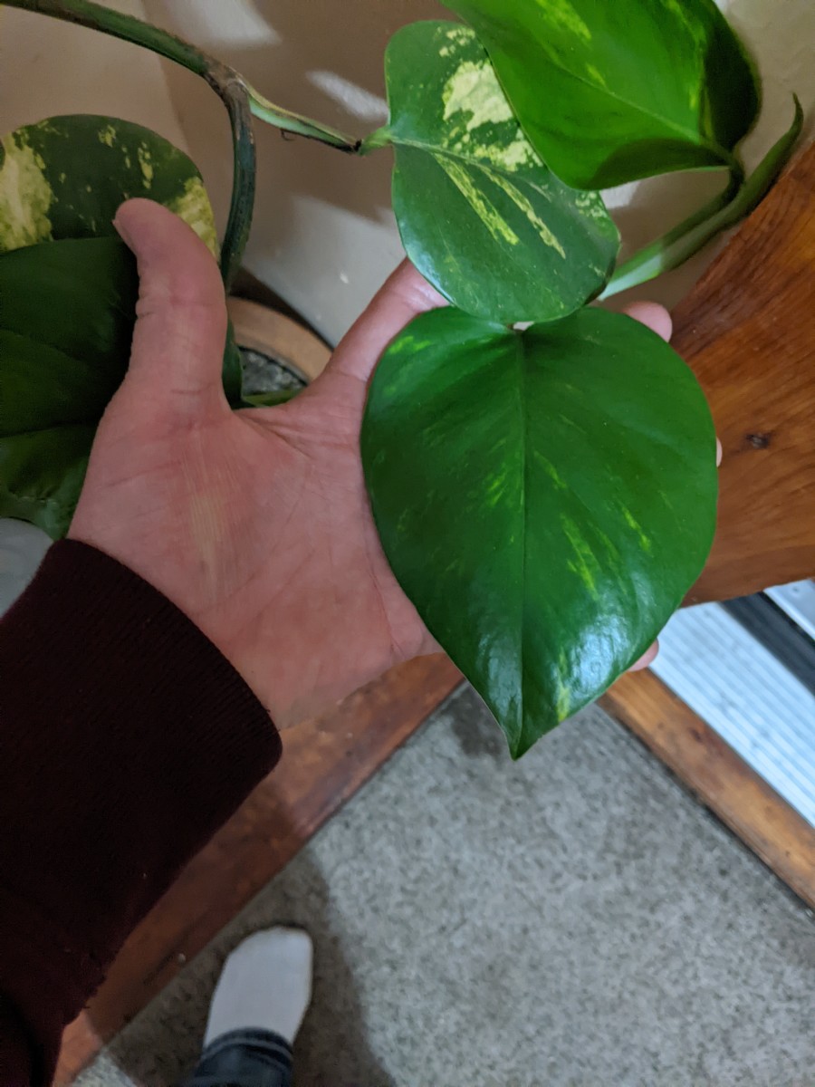 Hand size leaves
