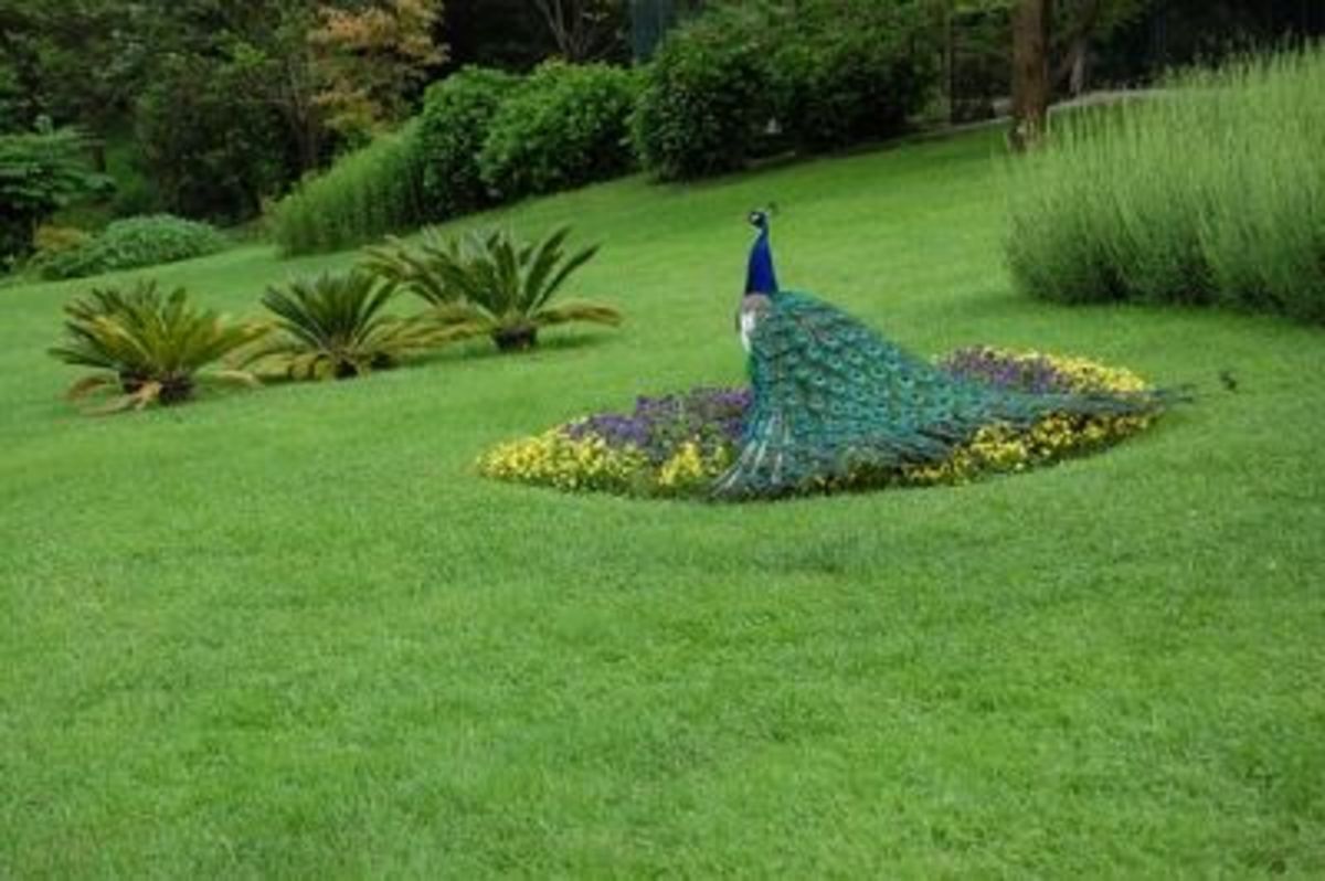 Peacock in Pallavicino Park