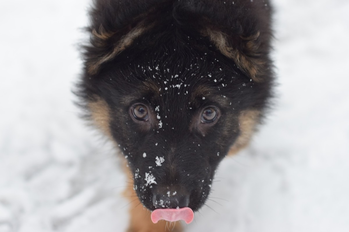 German Shepherd Puppy Tongue Out