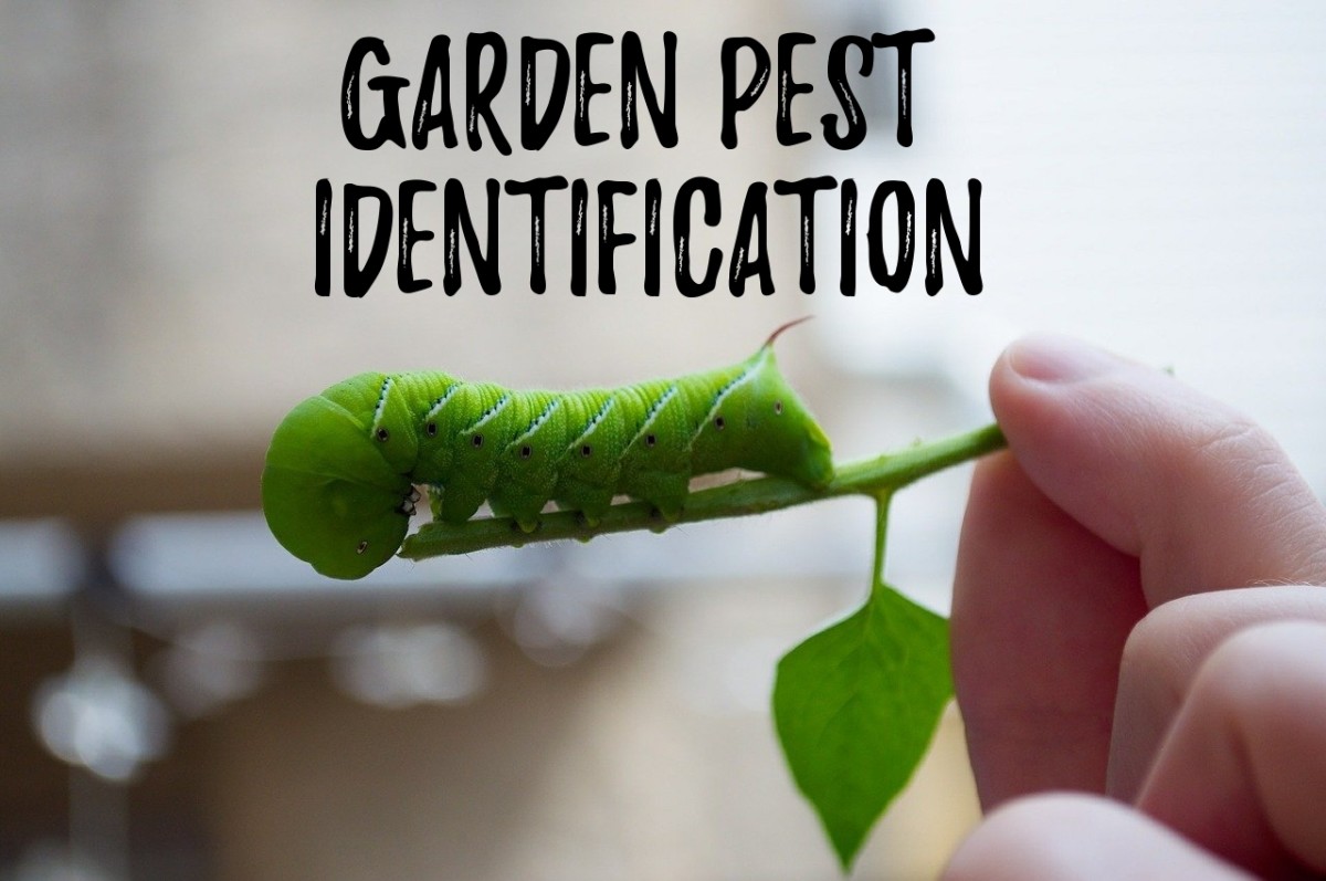 Garden Pest Identification and Guide (With Photos)