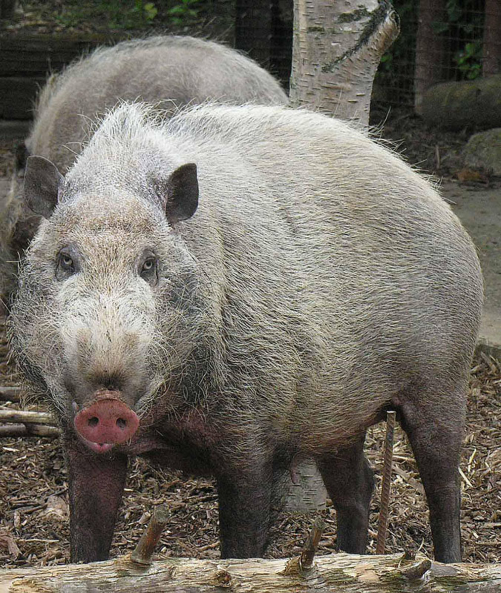 A Pure Southern Tradition: Hog- Killing