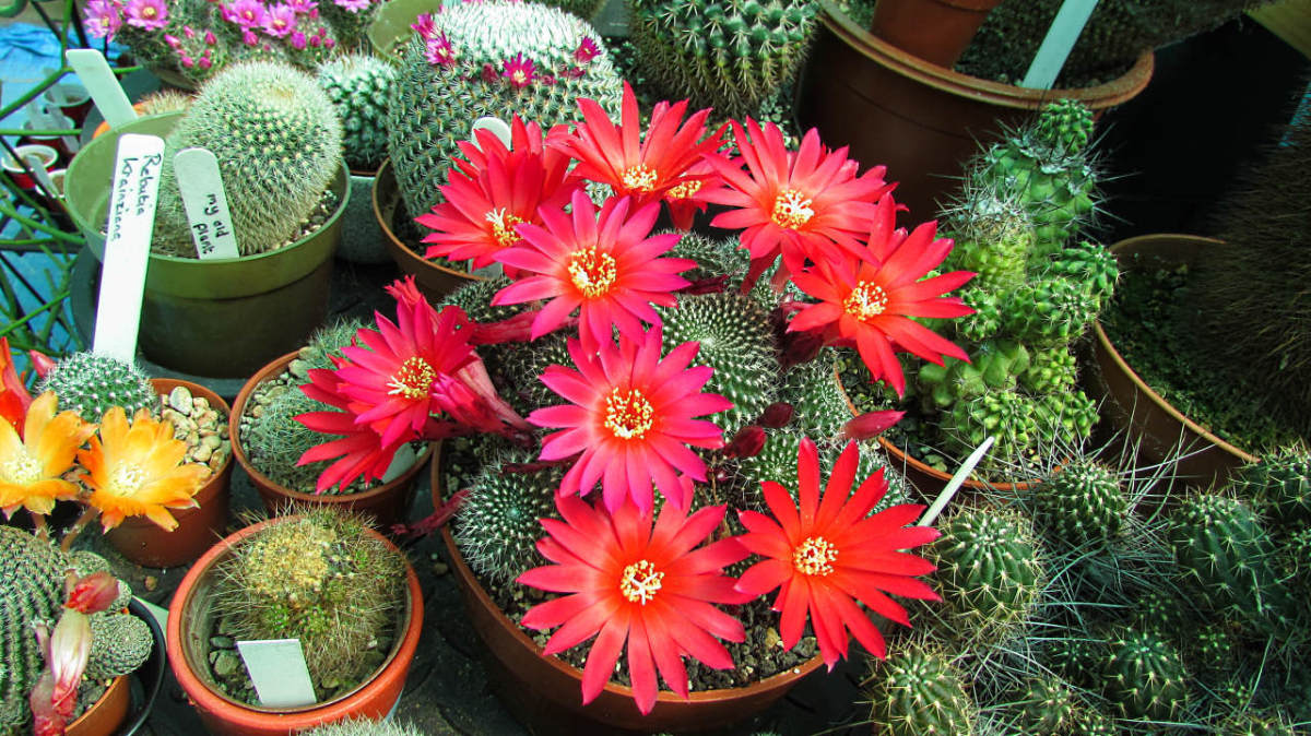 A gorgeous Sulcorebutia cactus in flower.