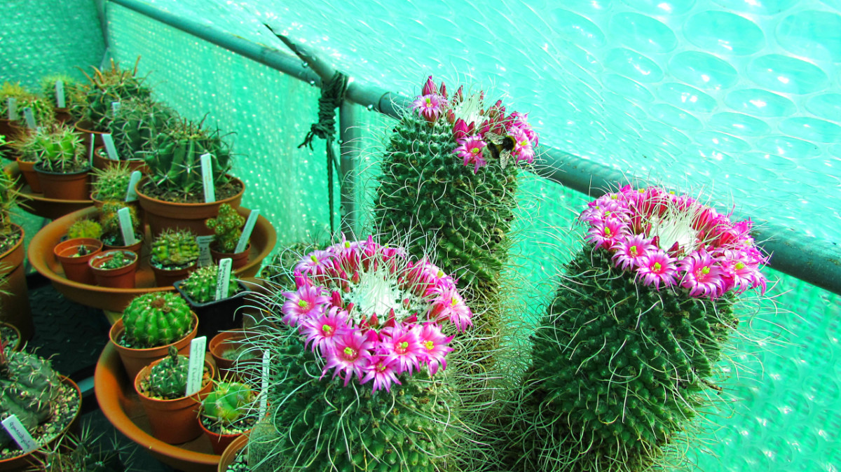 Forcing a cactus to flower out of season can diminish its health and ultimately reduce its life span. 