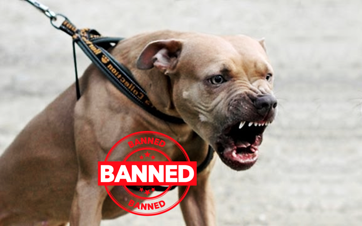 why-pitbull-dog-is-banned-in-25-countries