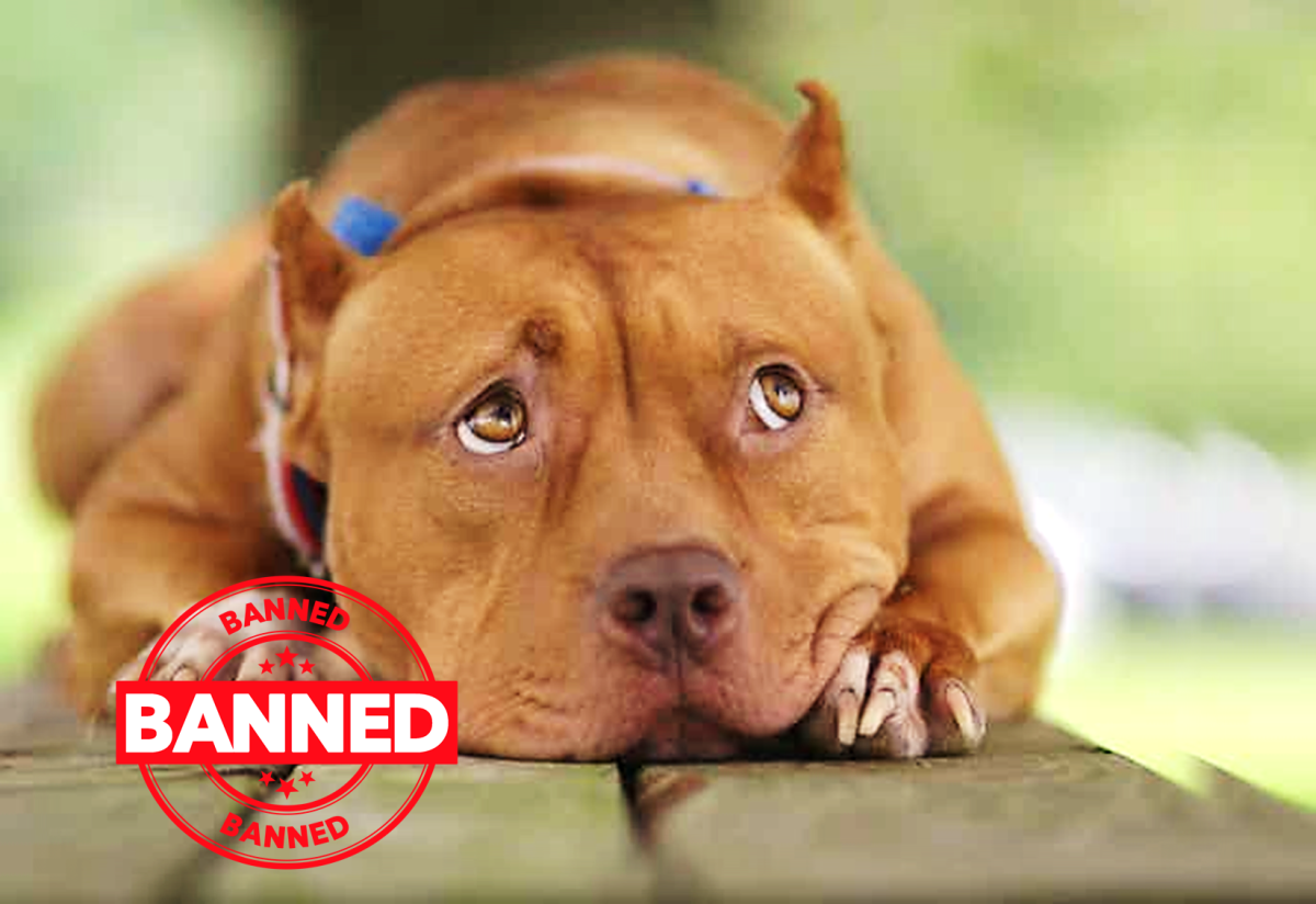 why-pitbull-dog-is-banned-in-25-countries