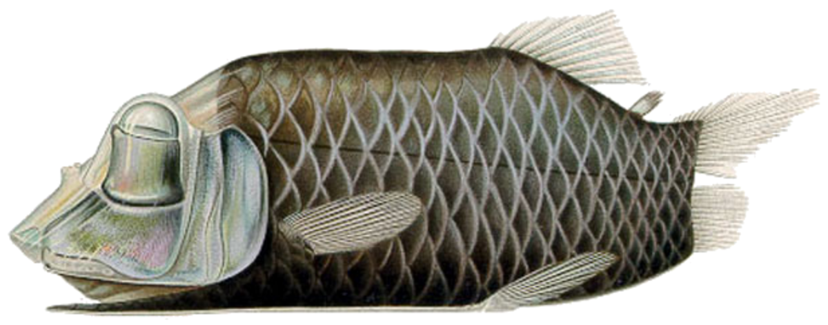 A species of barreleye fish (Opisthoproctus soleatus)
