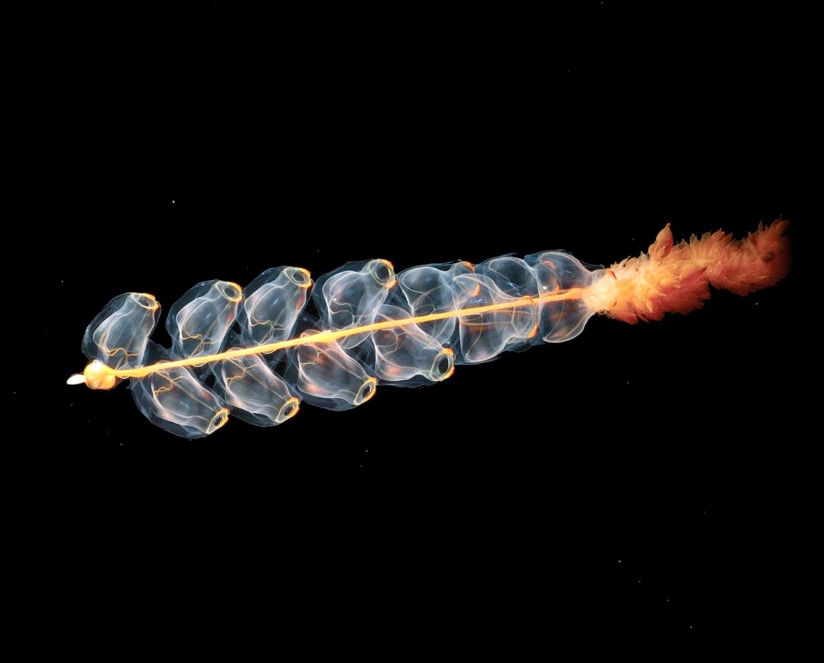 A siphonophore named Marrus orthocanna