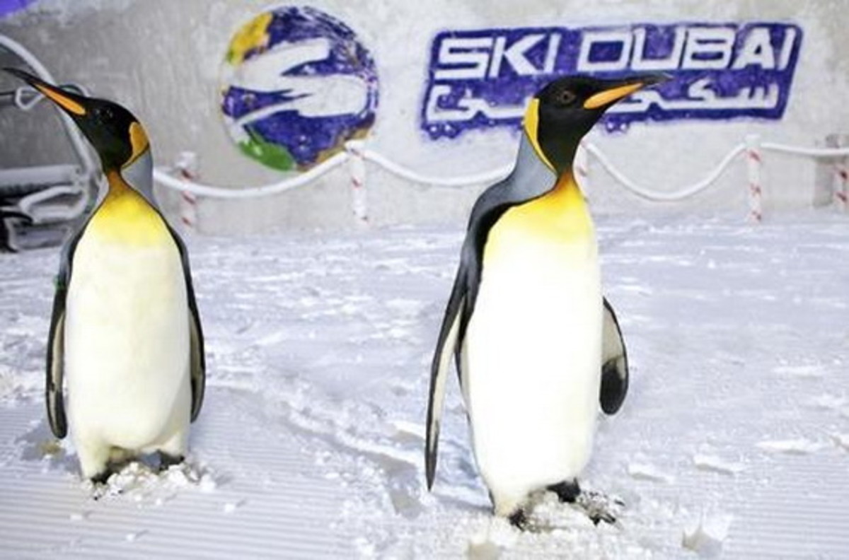 The Penguin Programme in Ski Dubai