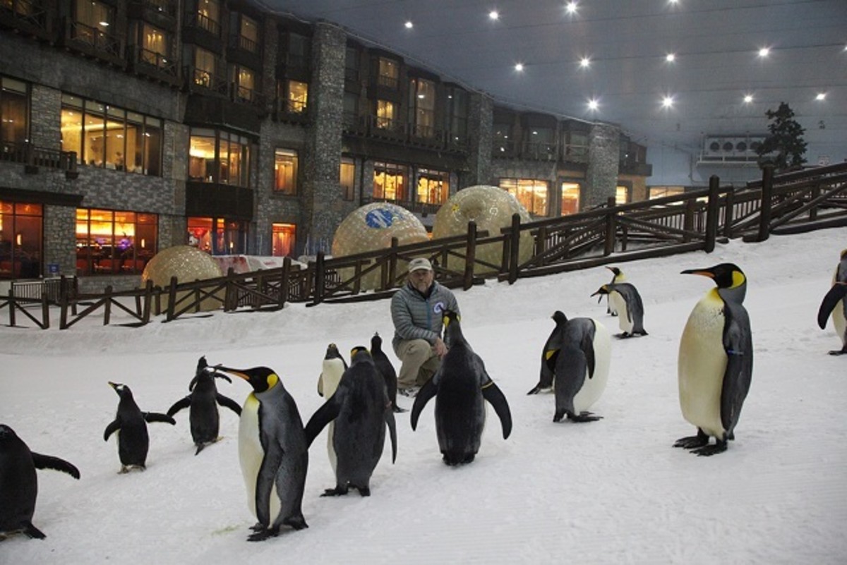 the-penguin-programme-in-ski-dubai