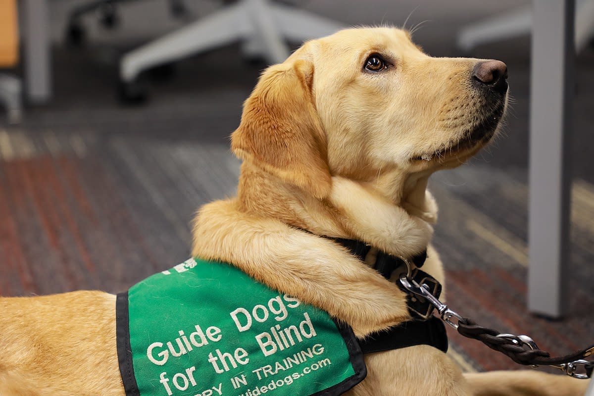 A vest or harness can be used to display information about service dogs.
