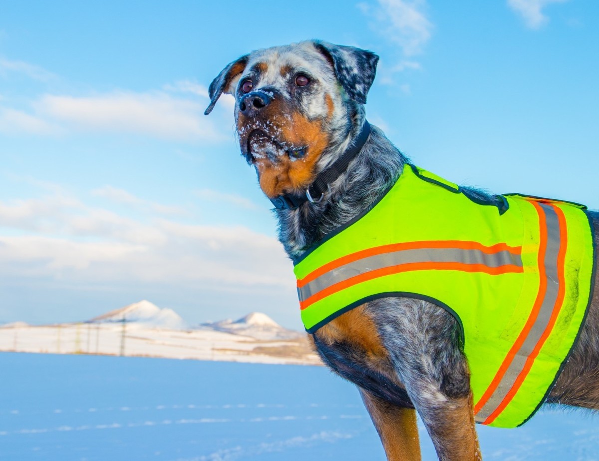 A rottweiler proudly shows off his reflective safety
vest.