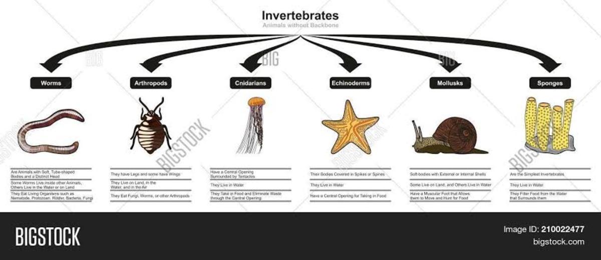 Vertebrate and Invertebrates Animals - HubPages