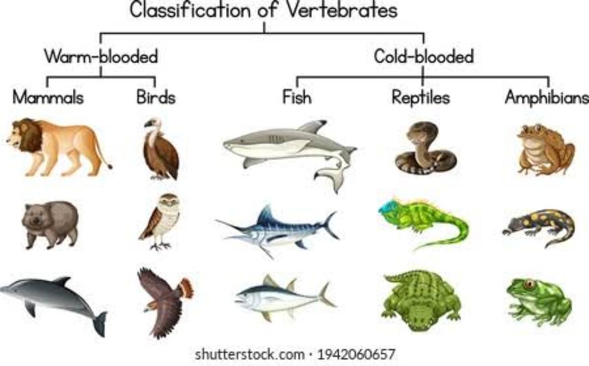 Vertebrate and Invertebrates Animals