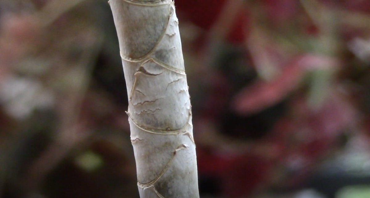 When your dracaena's leaves dry up and fall off, its trunk will be left with these pretty markings.