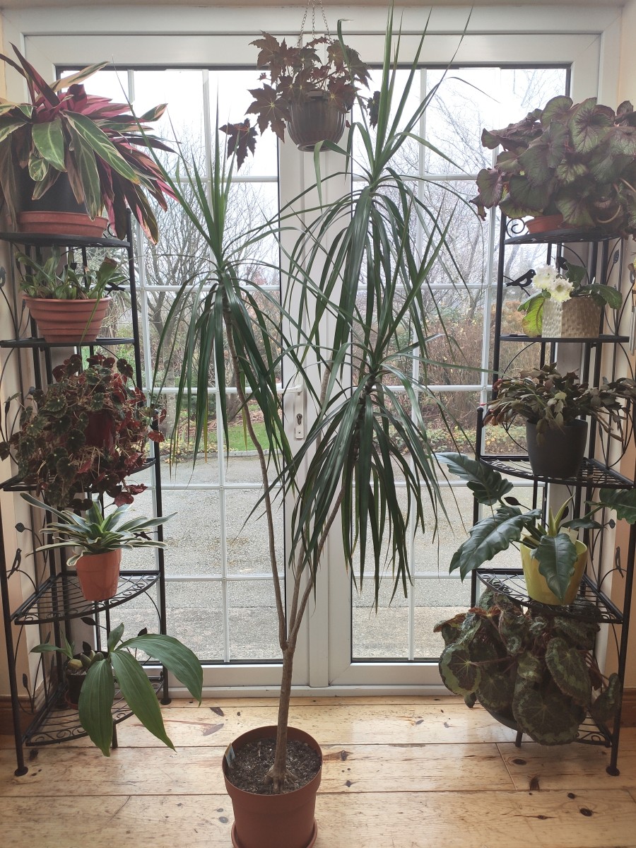 Dracaena marginata is a lovely plant that can grow quite tall, making it a fun addition to your indoor garden. 