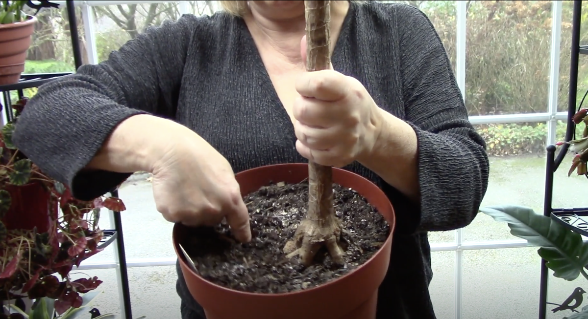 You can check your dracaena's soil moisture by sticking your finger about an inch into the soil. If it's still moist, wait to water. 