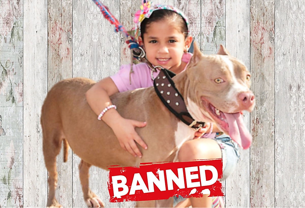 30 Countries that Pit Bull Terriers are banned or restricted in