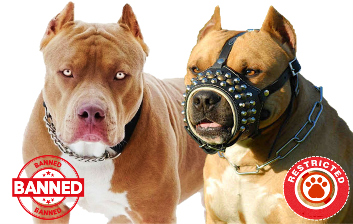 Banned and Restricted Dogs