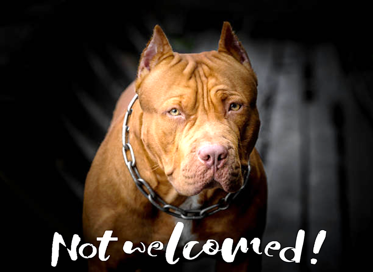 Why Pit Bulls Should Be Banned Essay: Exploring the Controversy