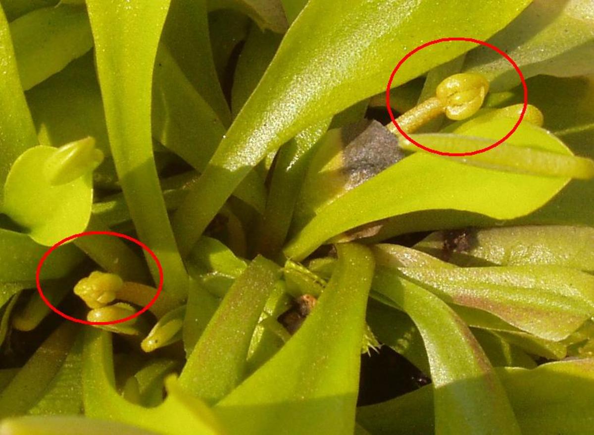 Here we can identify floral stems of a single carnivorous plant