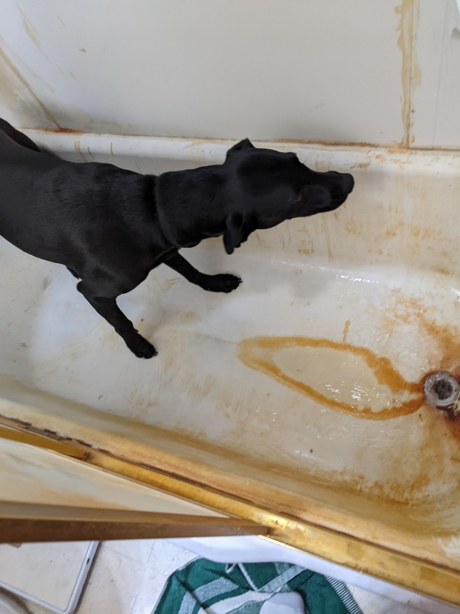 bathing-a-labrador-retriever-in-a-bathtub-shower