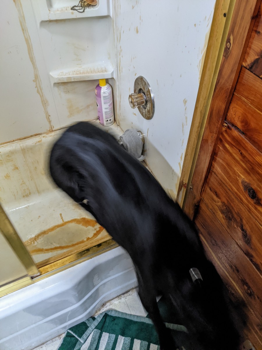 bathing-a-labrador-retriever-in-a-bathtub-shower