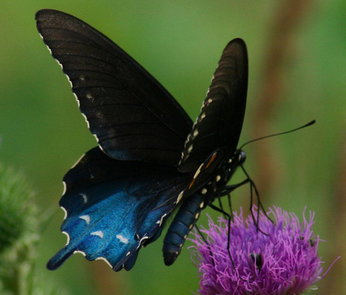 Pipevine Swallowtail 
