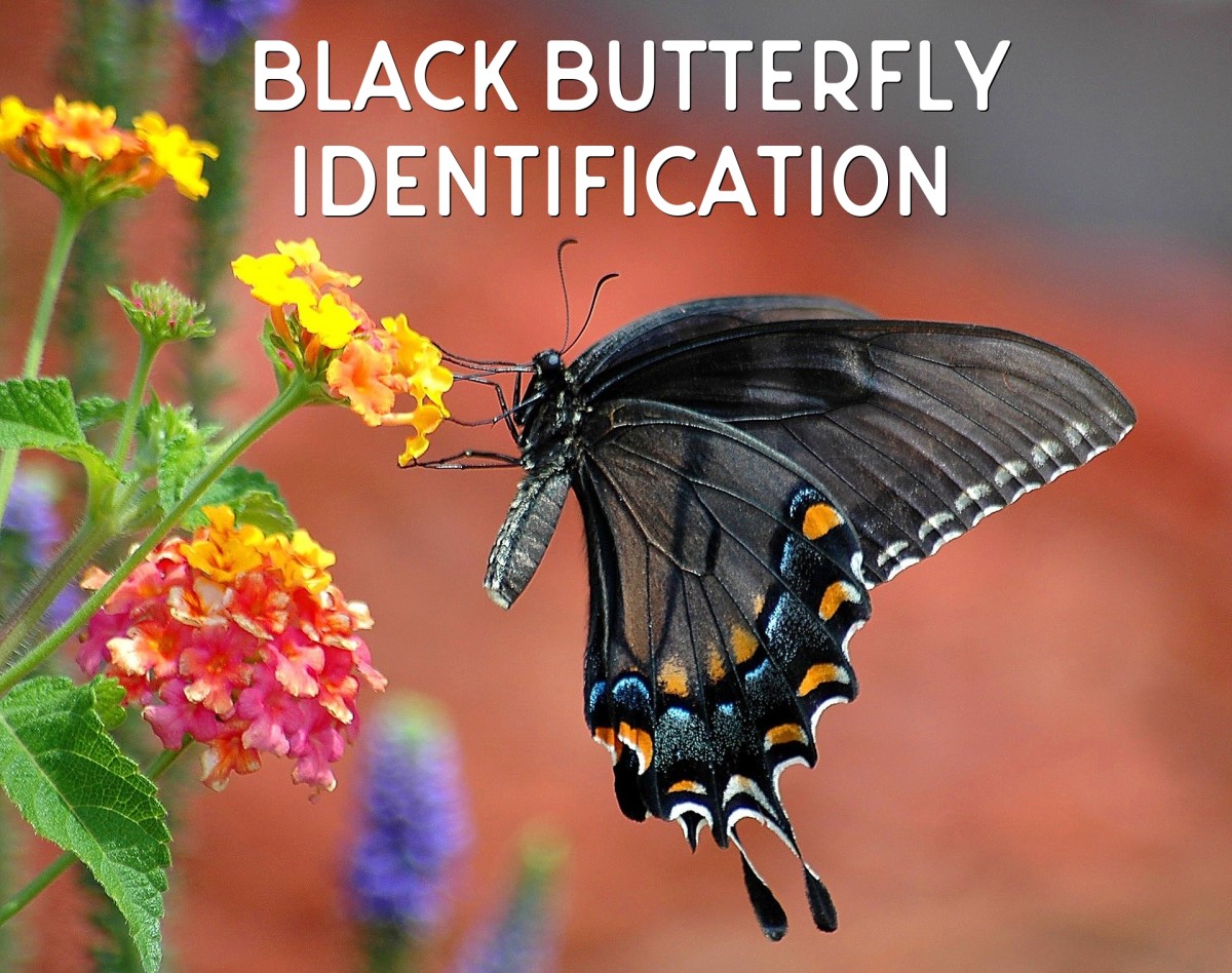 Black and Dark-Colored Butterfly Identification Guide (With Photos)