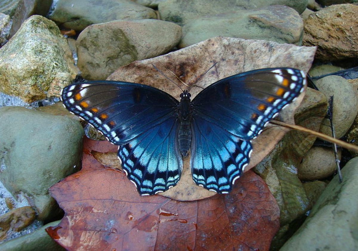 black-butterfly-identification