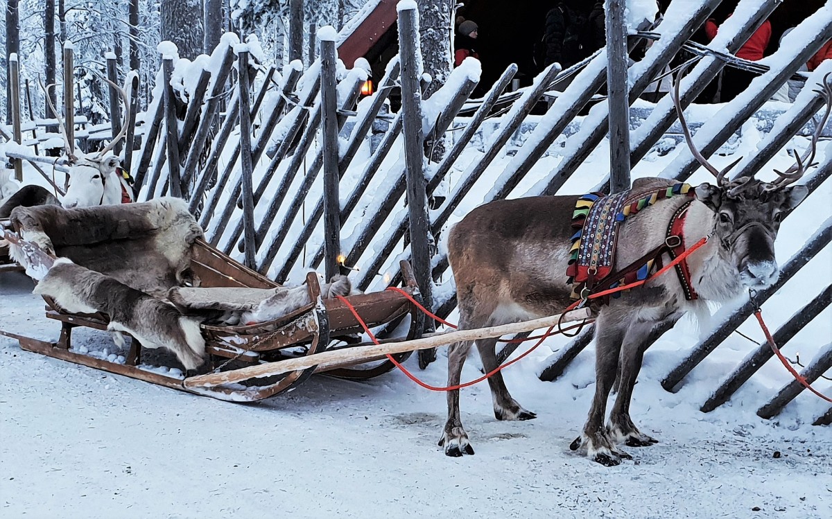 A reindeer in Lapland prepares to pull a sleigh.