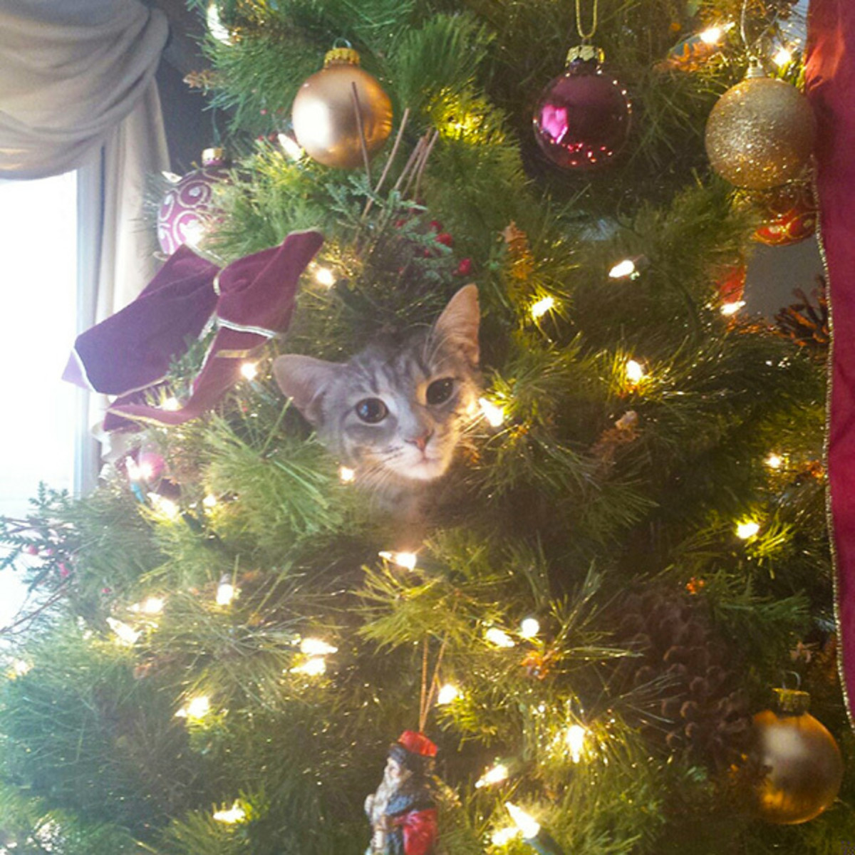 The Christmas tree is also your cat's favorite holiday tradition.