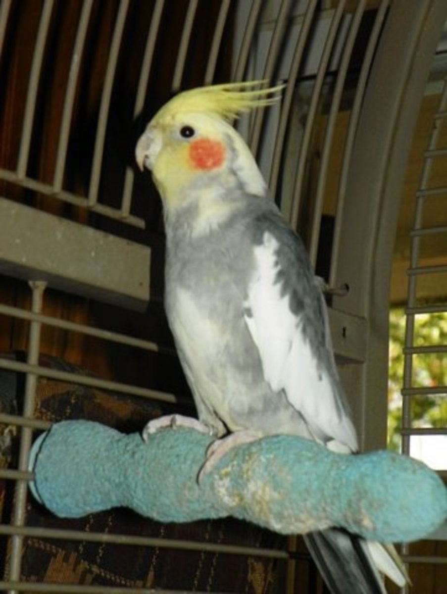Tiki the cocketeal can whistle the Andy Griffith theme song  