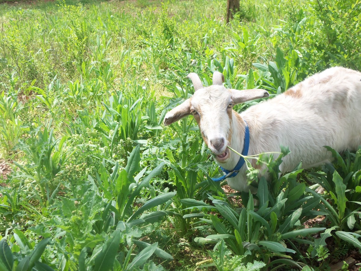 Goats are natural weed eaters!