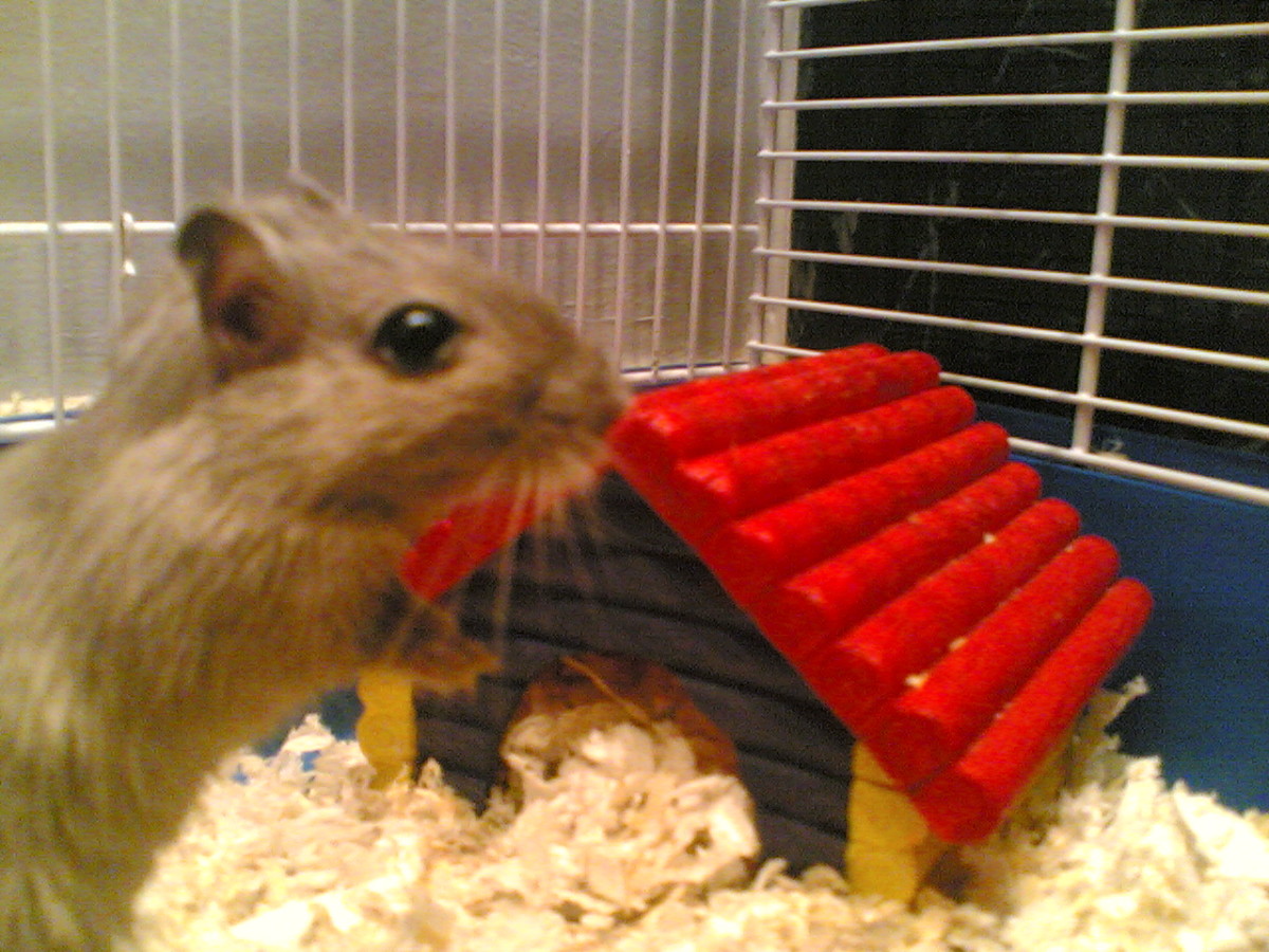 Gerbils are great low maintenance pets.