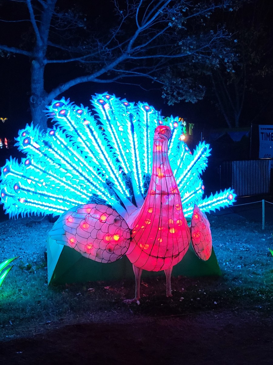 Oklahoma Zoo Safari Lights HubPages