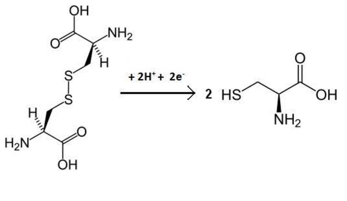 Cysteine synthesis
