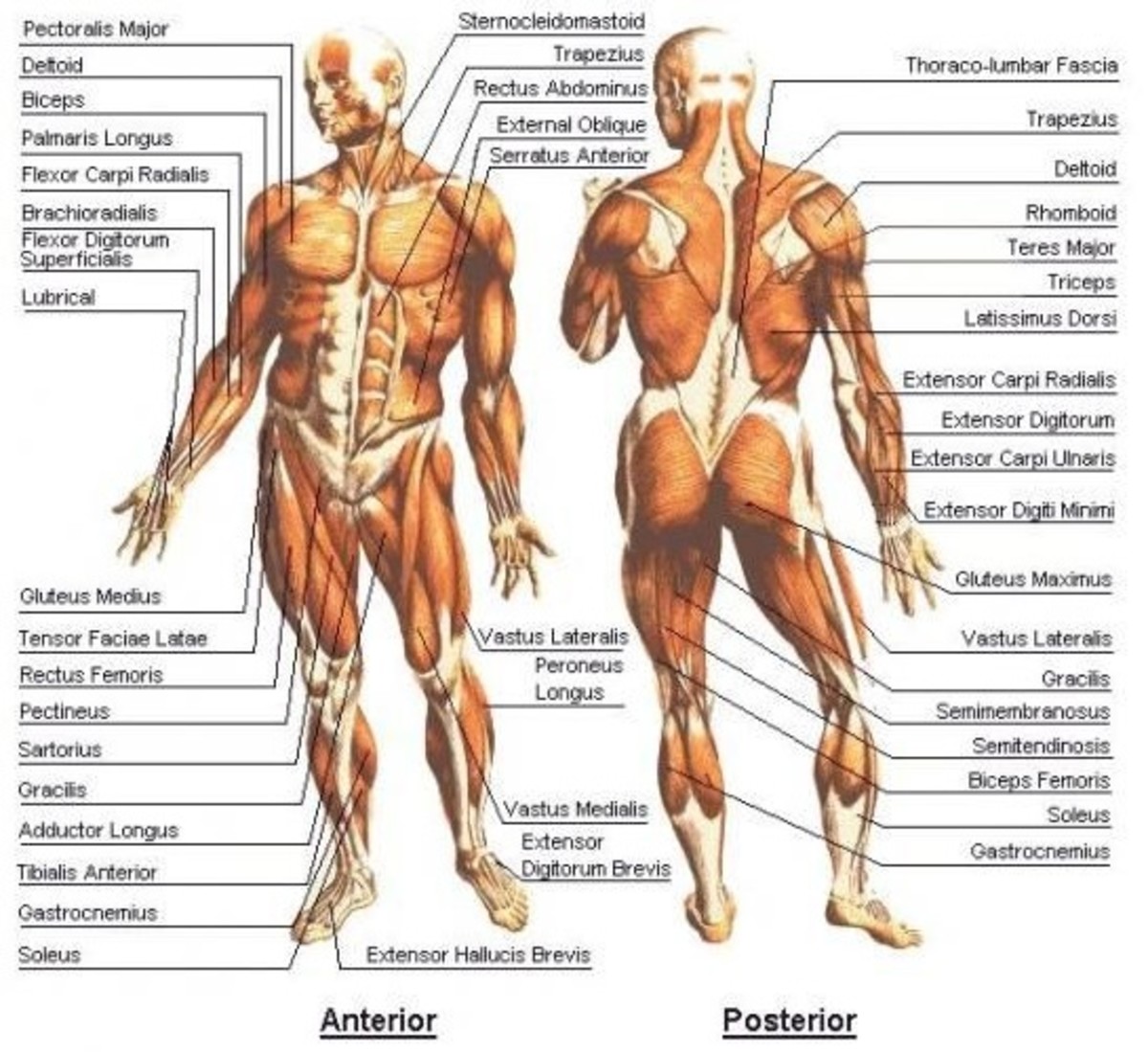 Human Body, muscular