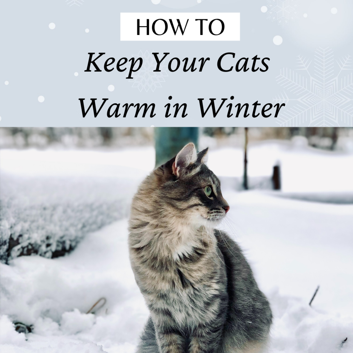 Whether they're your beloved outside cats or just friendly ferals you care for, this article will show you a bunch of different ways to help them make it through a tough winter.