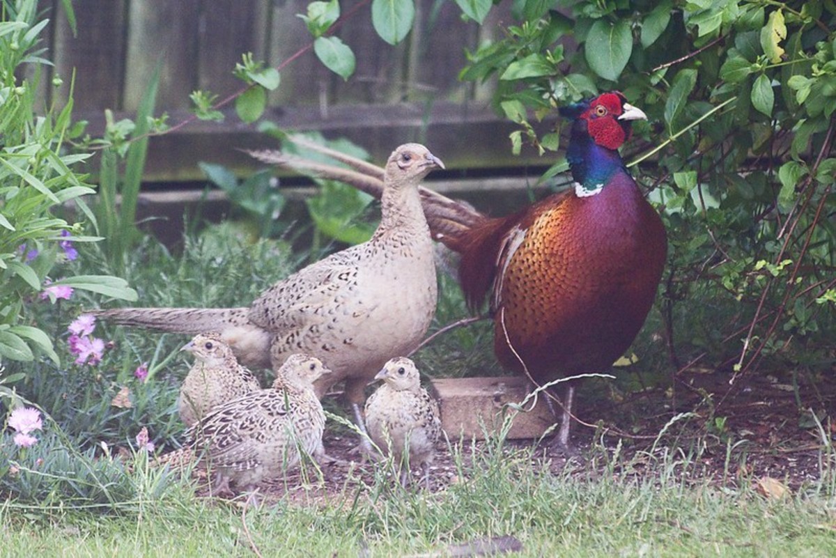 A nye of pheasants