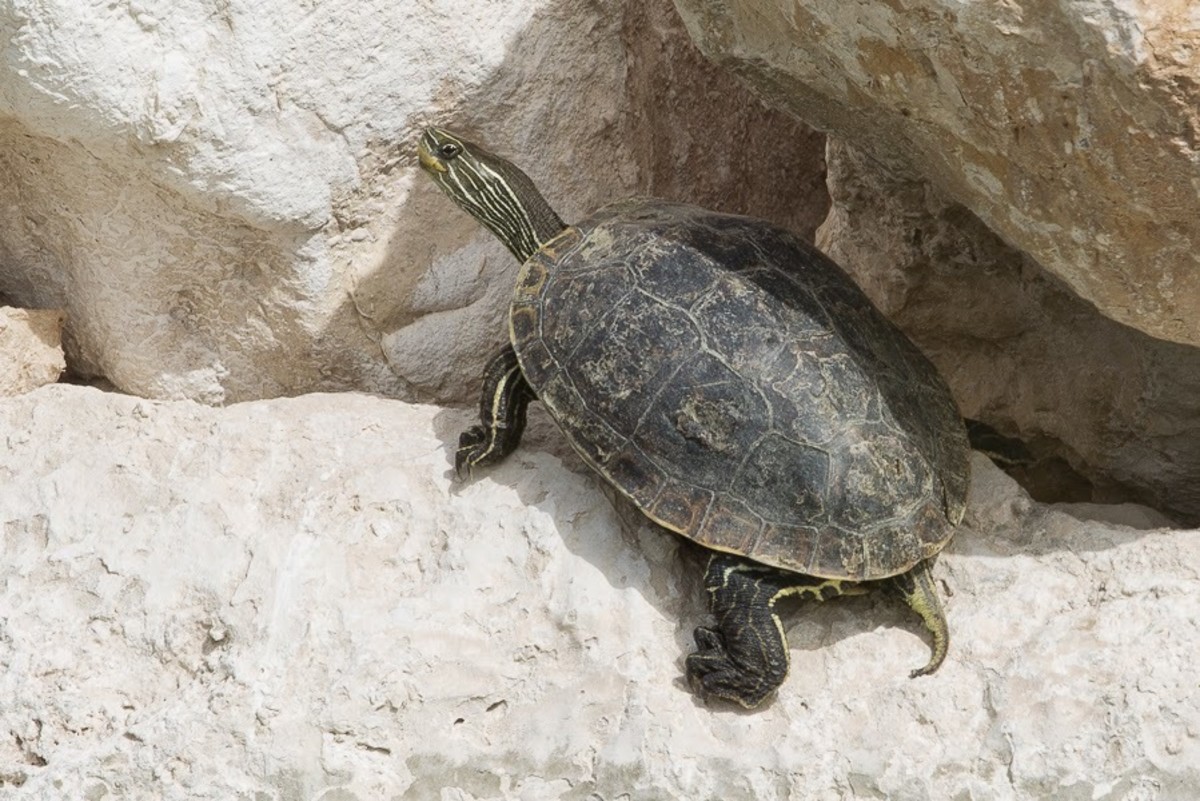 The Forgotten Arabian Gulf Turtle