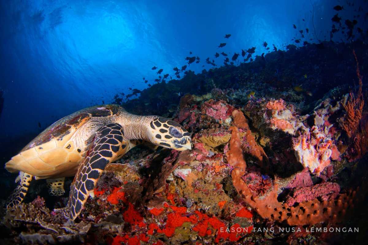 Scuba Diving in Nusa Lembongan