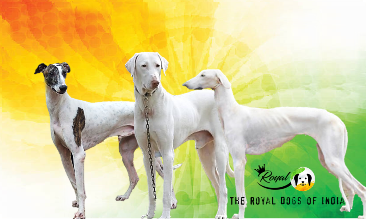 The Royal Dog Breed Of India