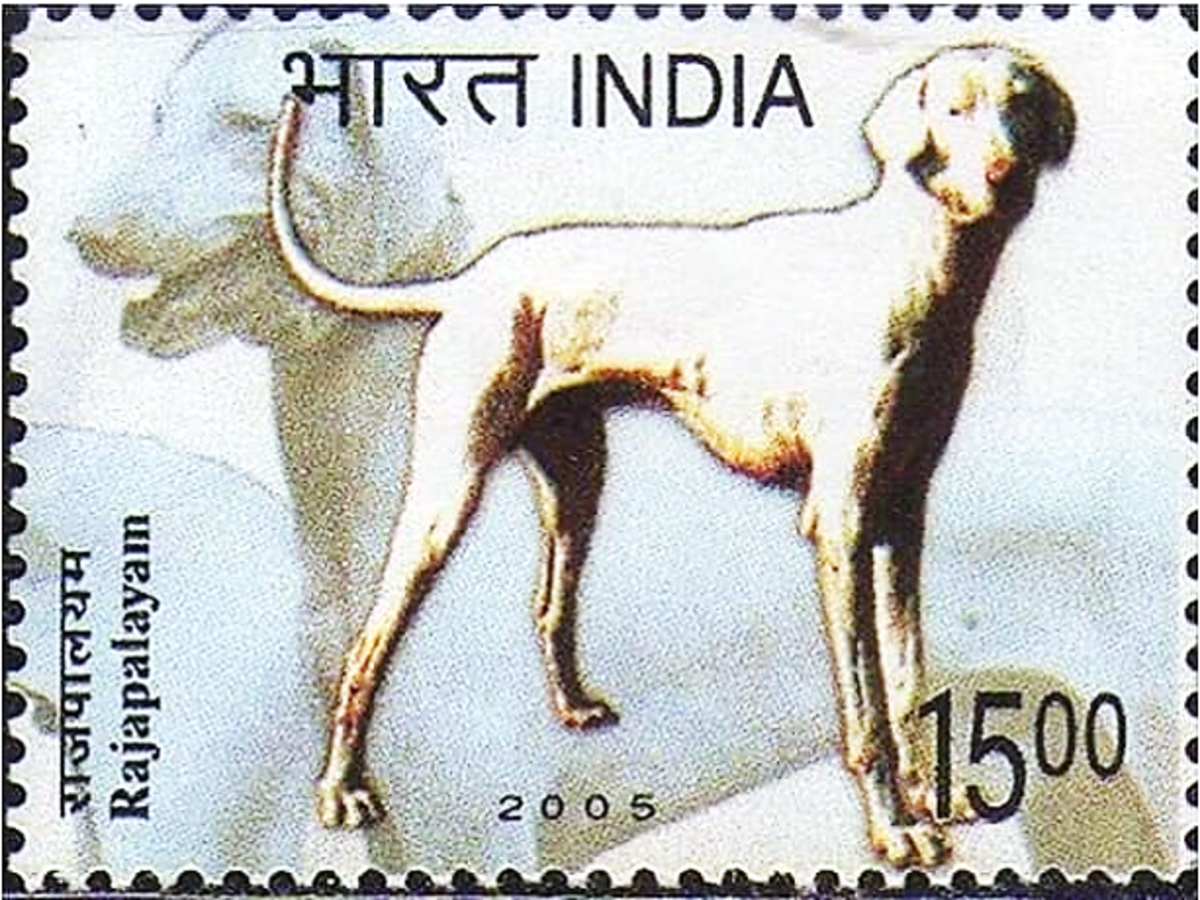 Postage Stamp Issue on the name of Rajapalayam Dog 
