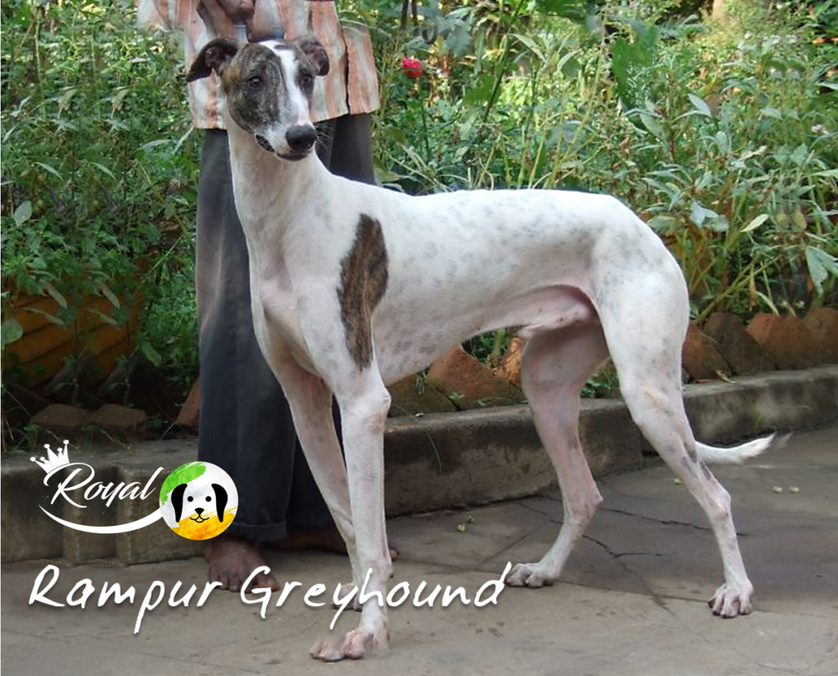 Royal Rampur Greyhound